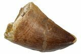Fossil Prognathodontid Mosasaur Tooth - Morocco #345128-1